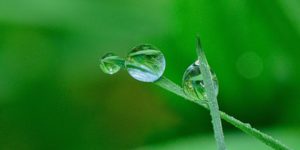 Nachhaltige Kapitalanlage gewinnt an Bedeutung - Natur Tropfen Wasser Pflanze