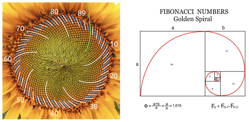 Fibonacci anhand des Musters